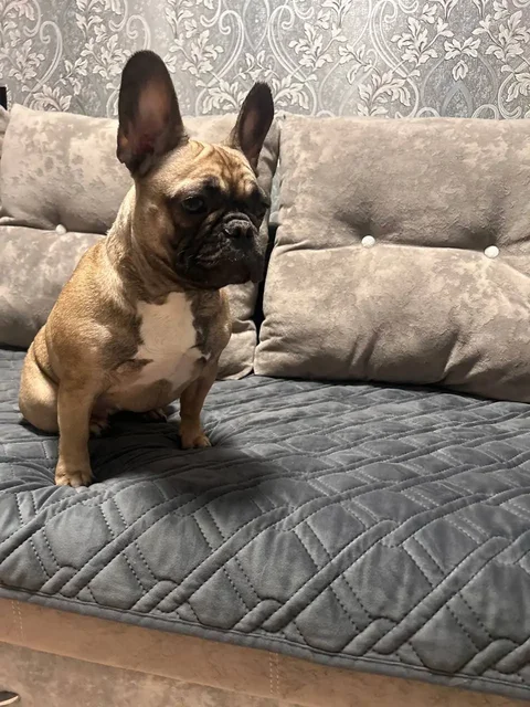 Продажа французского бульдога девочки - частное объявление в Чита