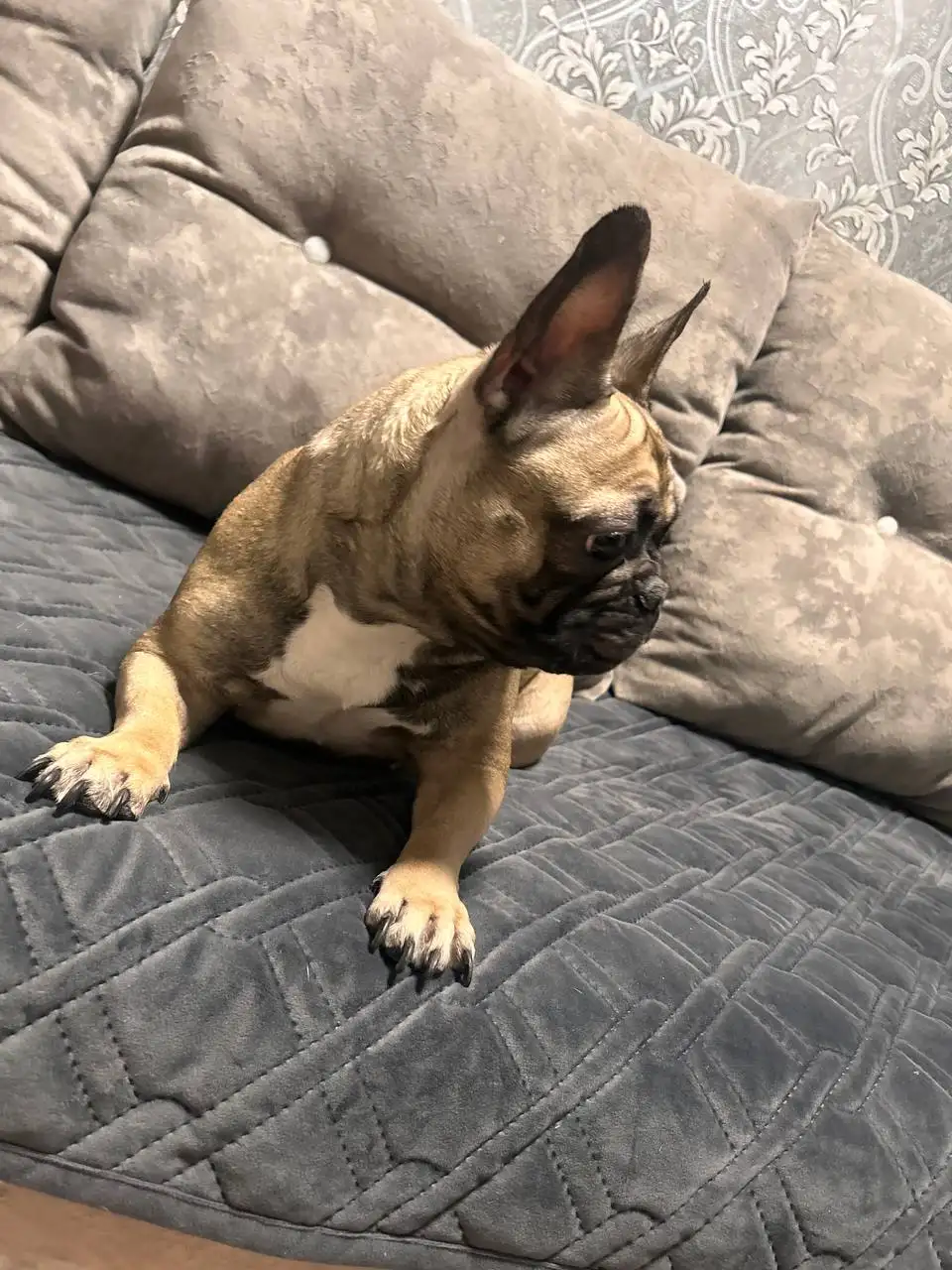 Продажа французского бульдога девочки - Собаки (Животные) в Чита