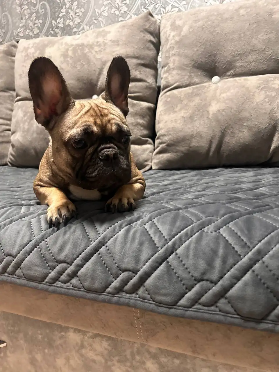 Продажа французского бульдога девочки - Собаки (Животные) в Чита