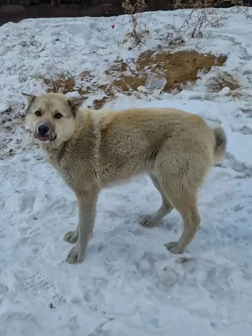 Пёс Гриня для охраны дома в Чите - Животные в Чита