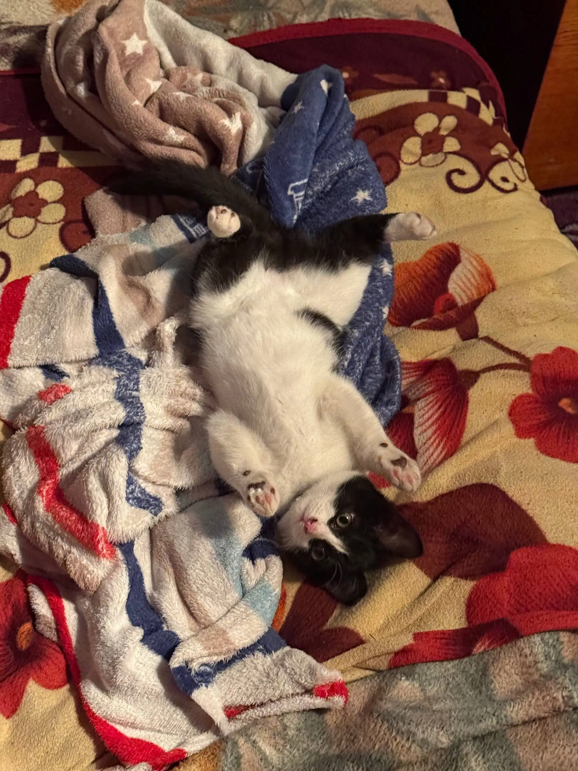 Поиск котенка мальчика - Кошки (Животные) в Чита