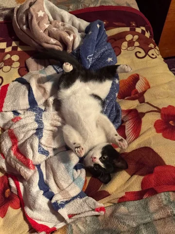 Поиск котенка мальчика - Животные в Чита