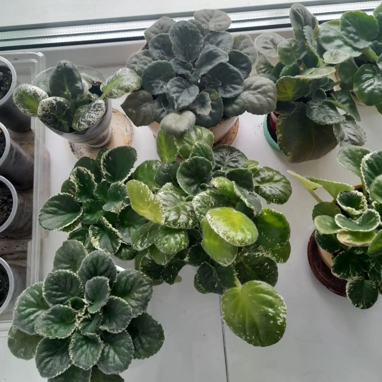 Продажа фиалок различных цветов - Растения (Хобби и отдых) в Чита