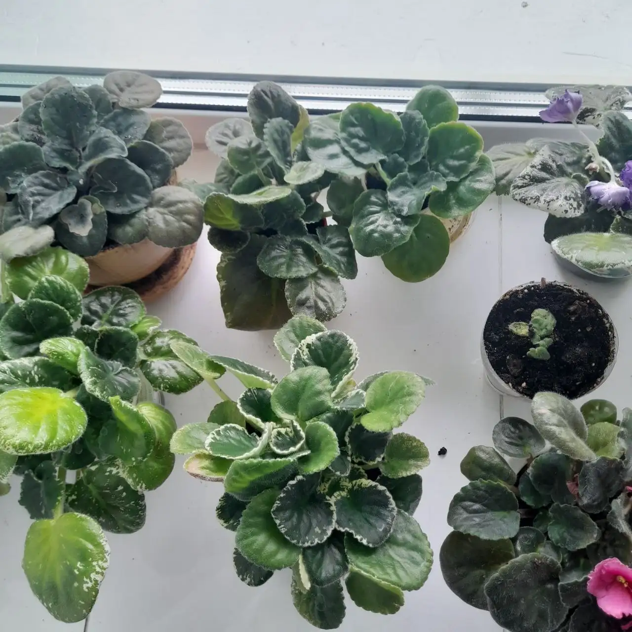 Продажа фиалок различных цветов - Растения (Хобби и отдых) в Чита