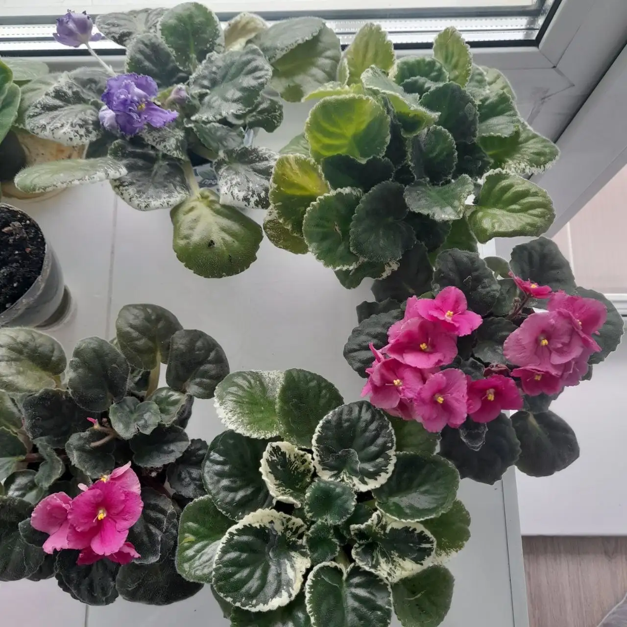 Продажа фиалок различных цветов - Растения (Хобби и отдых) в Чита