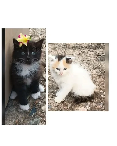 Отдам котят в добрые руки - Кошки в Чита