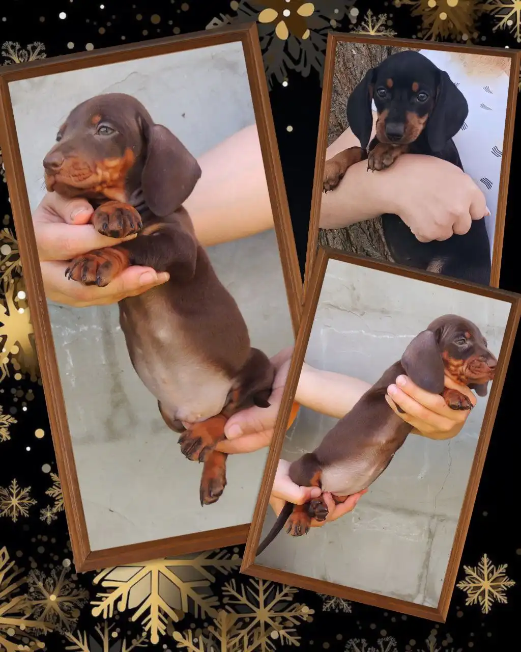 Щенки таксы стандартной гладкой