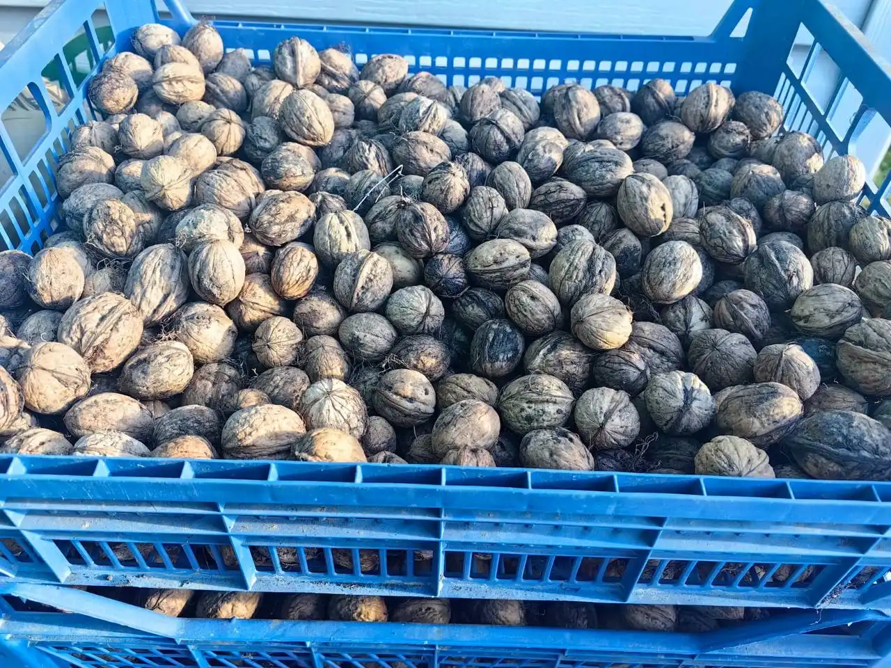 Продам грецкий орех 2025г нечищеный - Продукты питания (Барахолка) в Таганрог