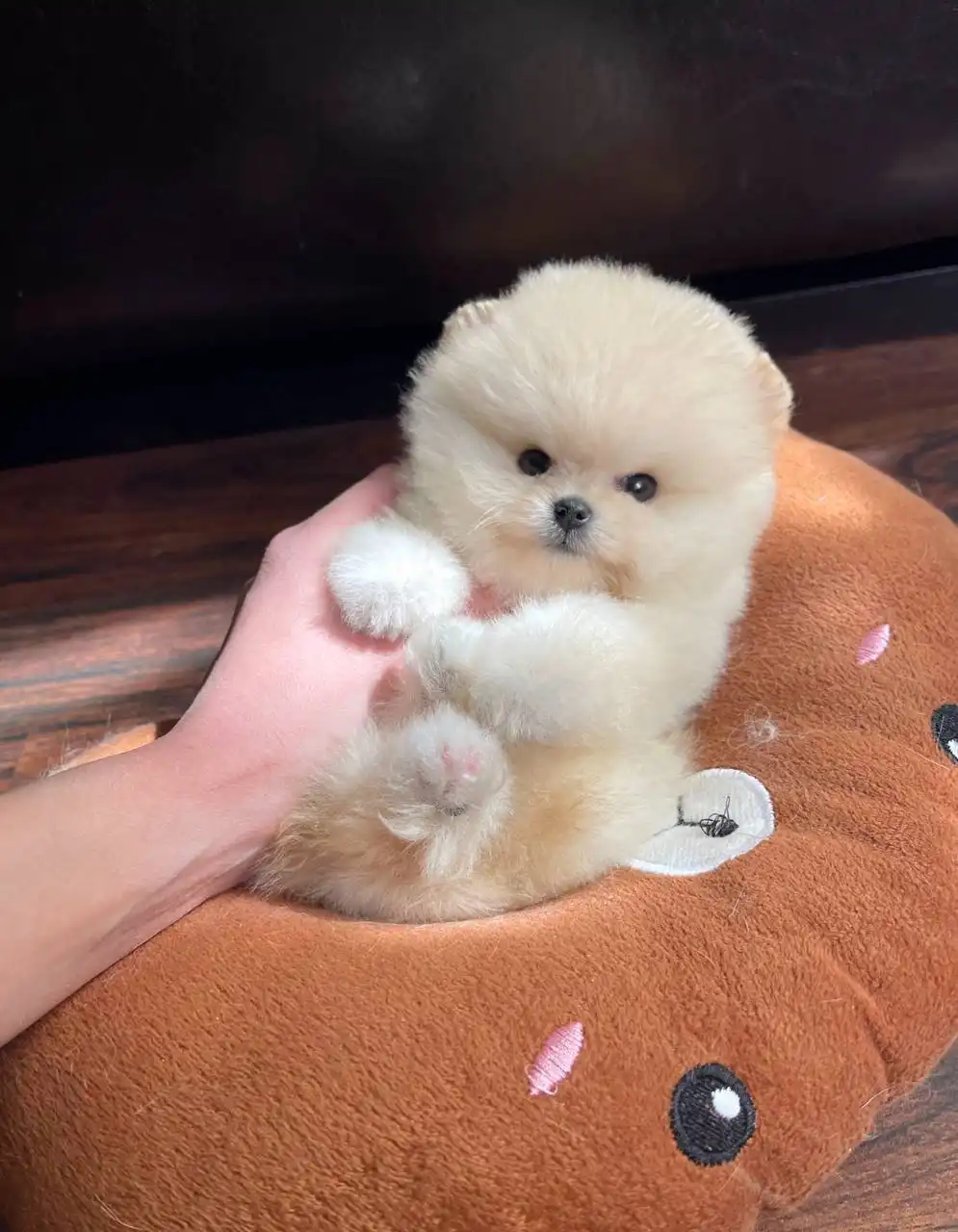 Померанский шпиц, девочка 3 месяца, РКФ документы