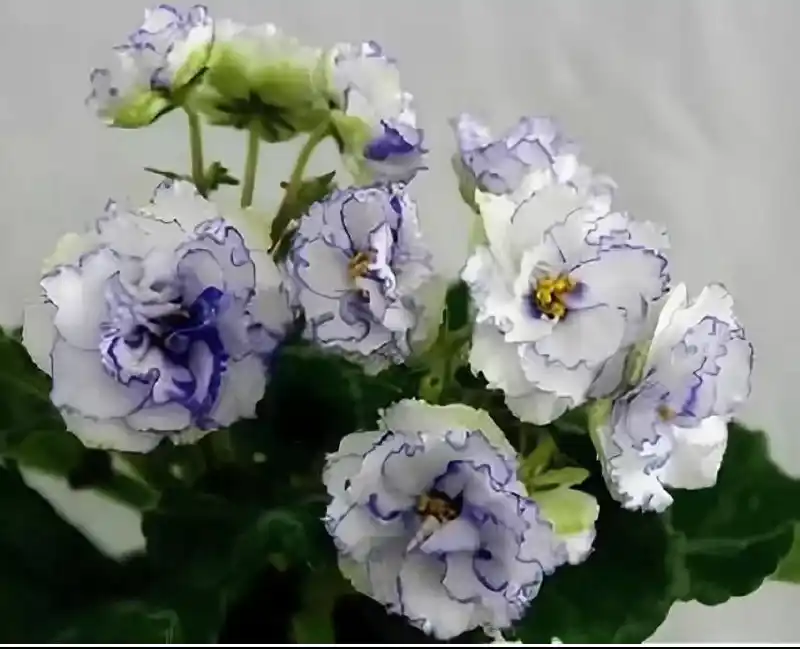 Детки сортовых фиалок