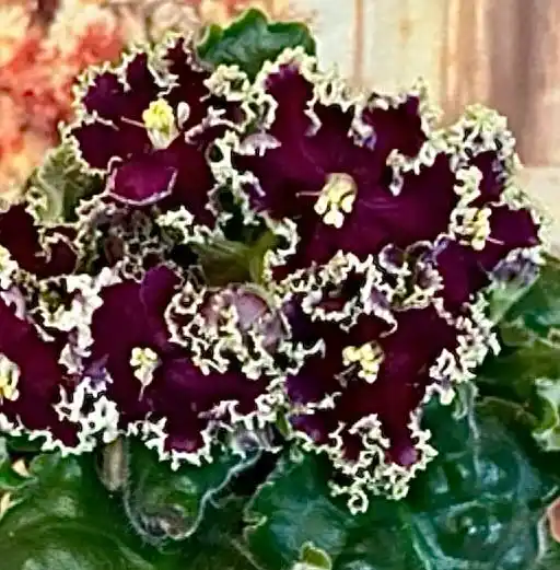 Детки сортовых фиалок