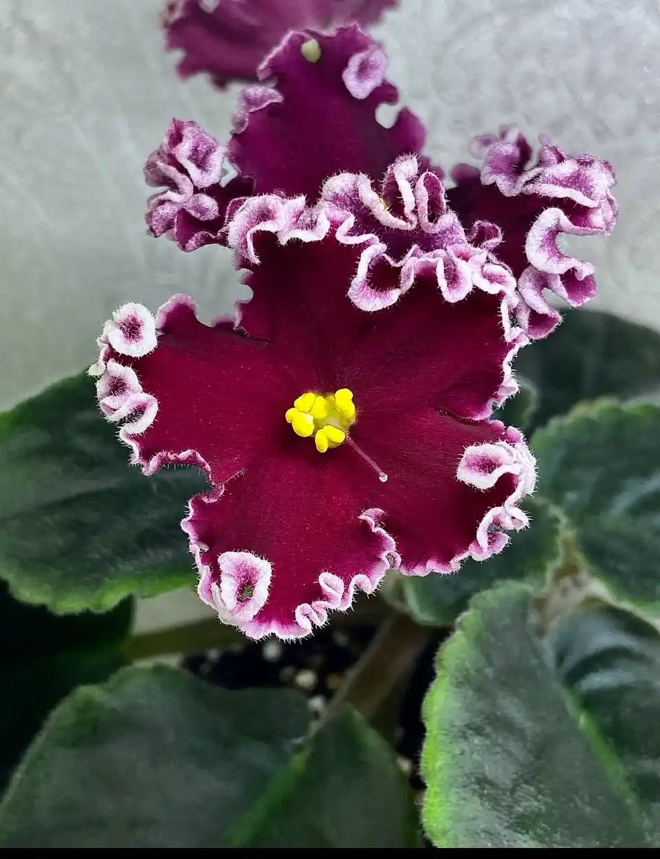 Детки сортовых фиалок