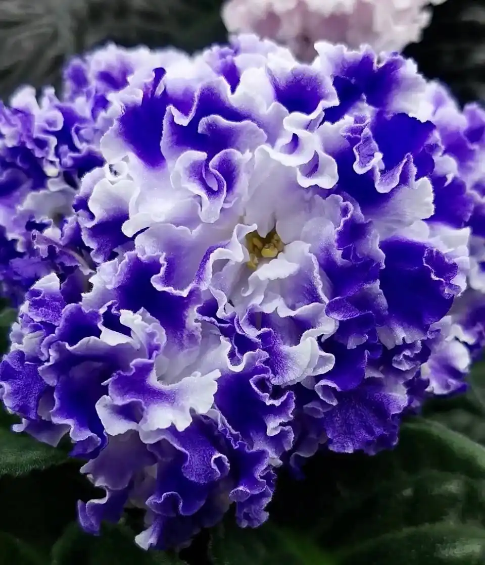 Детки сортовых фиалок