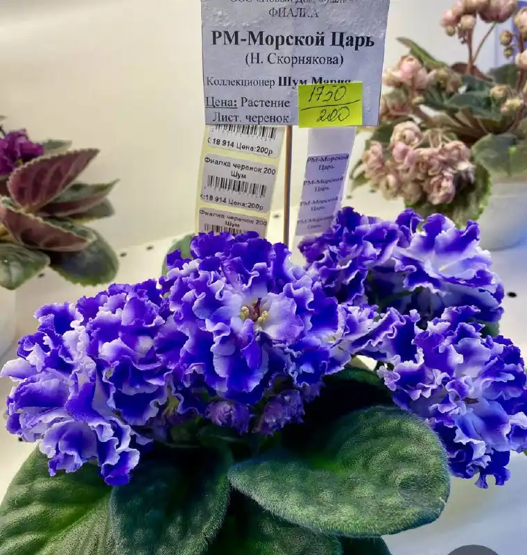 Детки сортовых фиалок