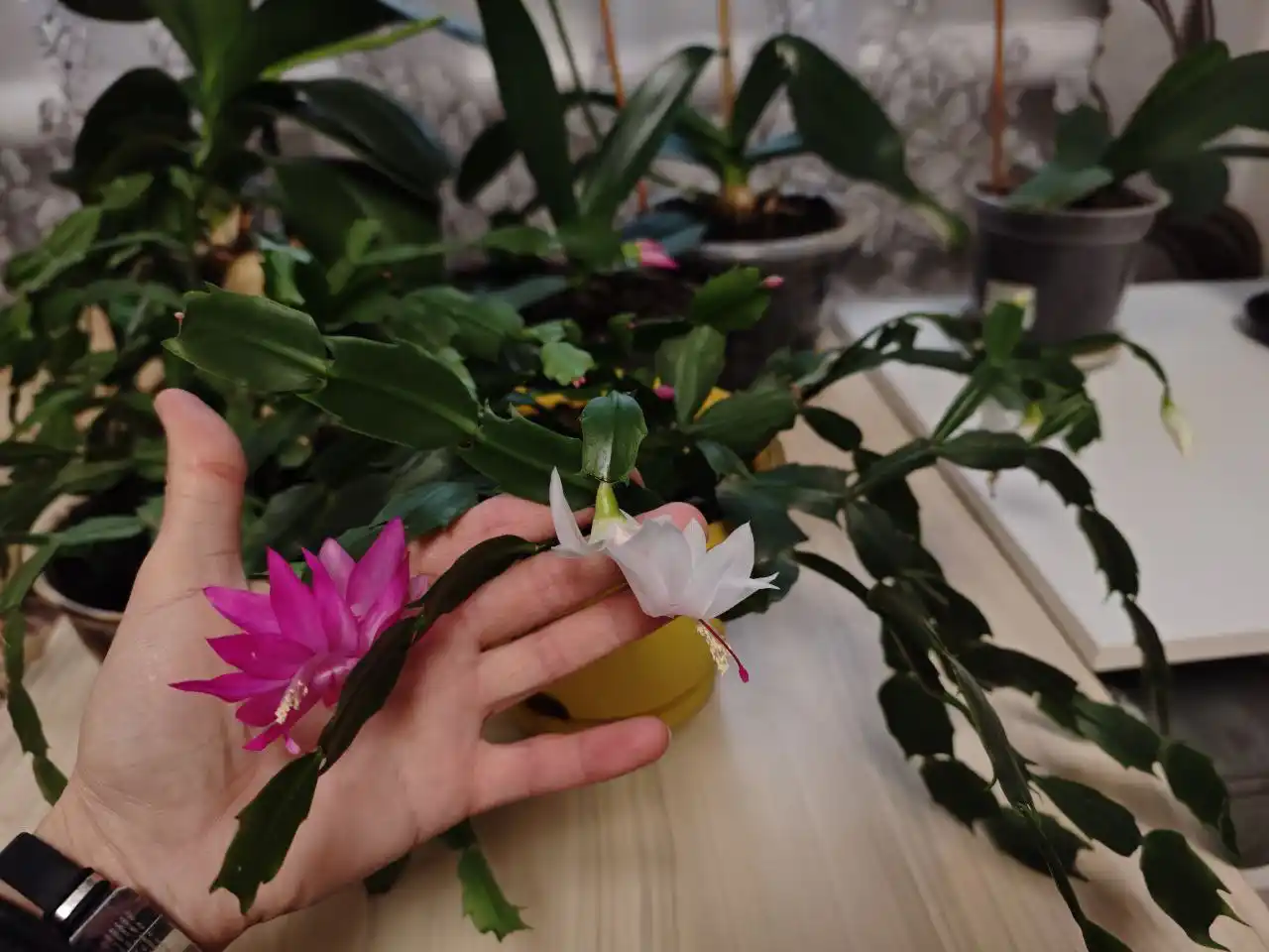 Продажа комнатных растений