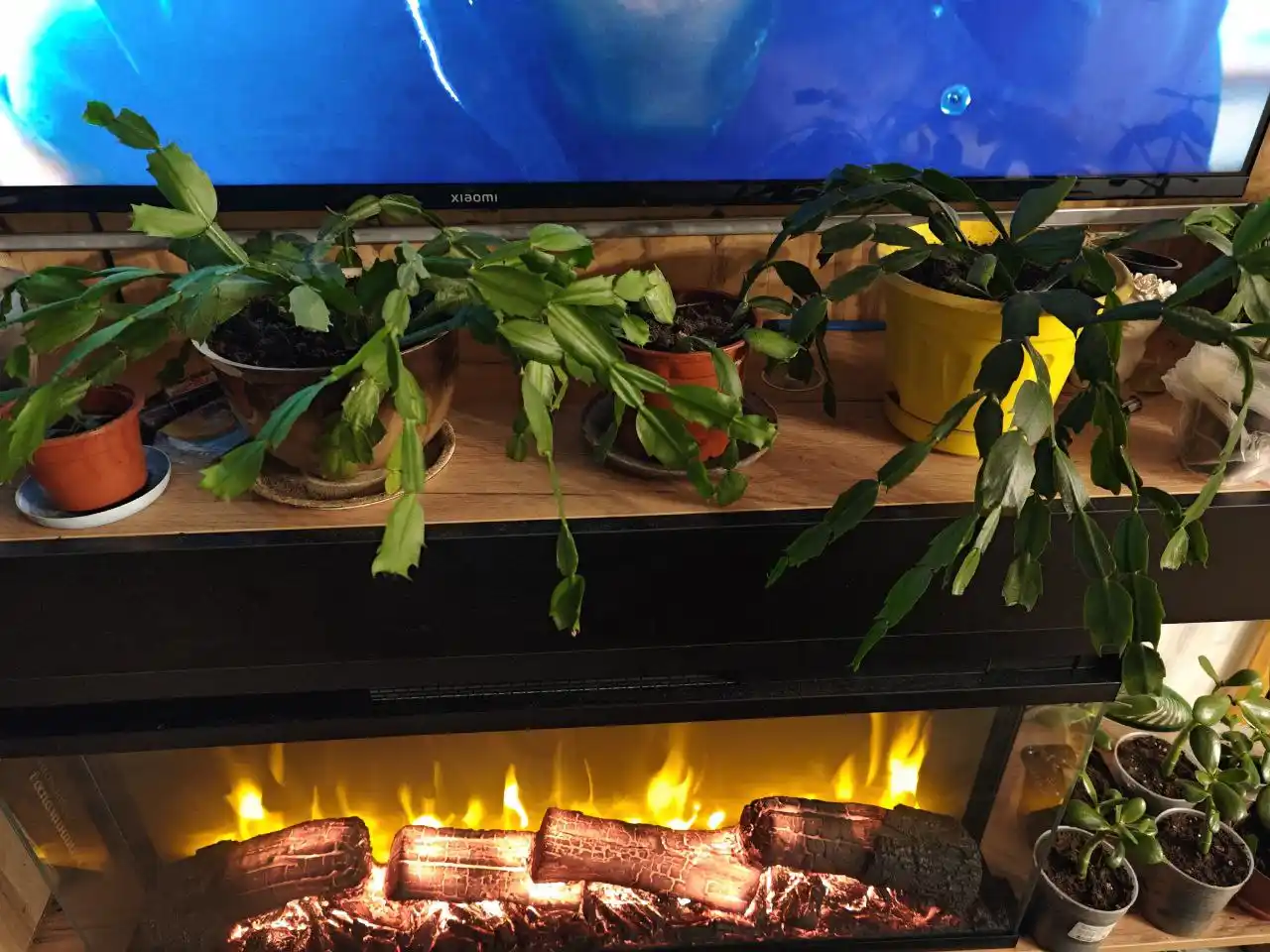 Продажа комнатных растений