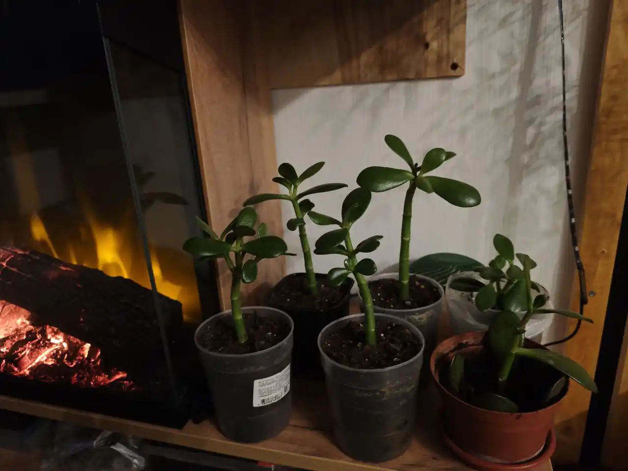 Продажа комнатных растений