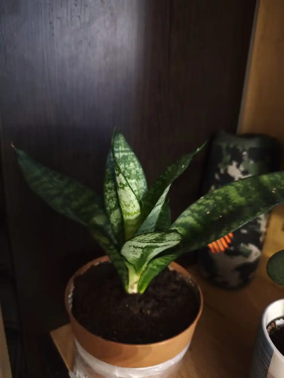 Продажа комнатных растений