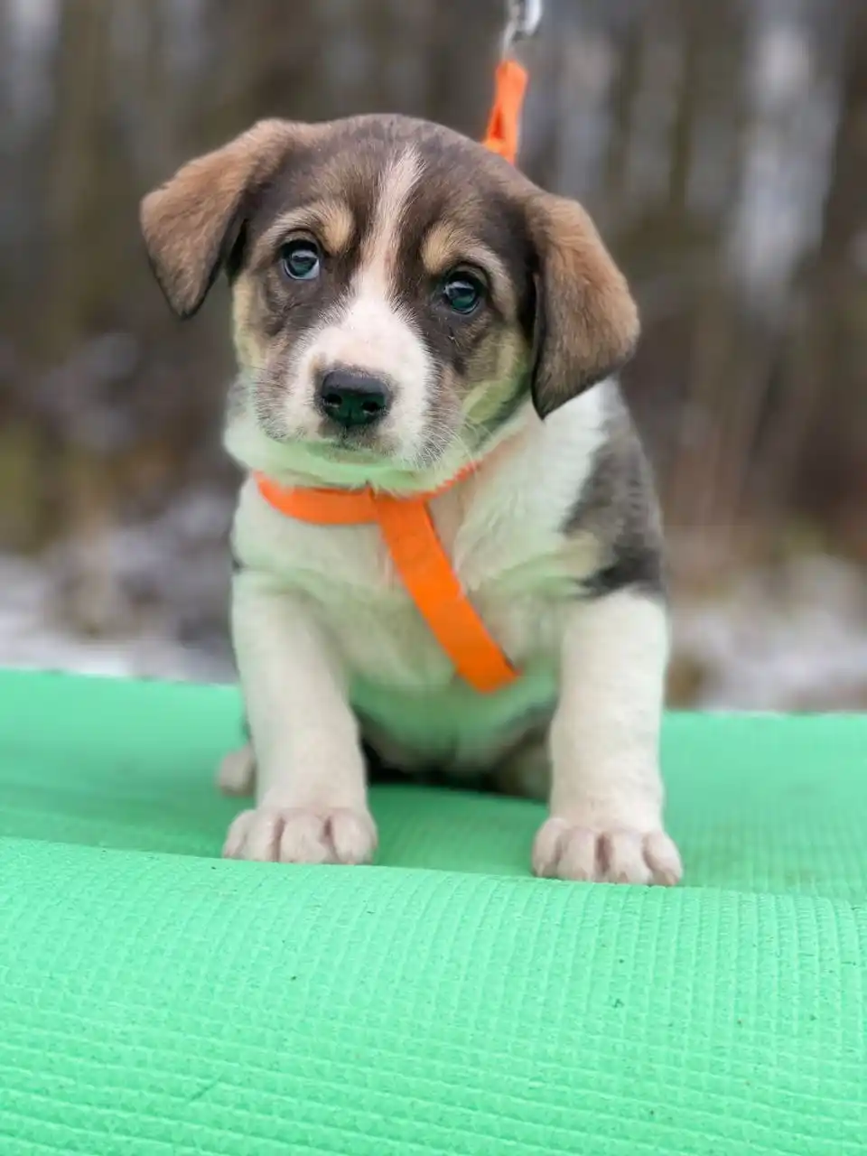 В добрые руки - частное объявление в Бутово