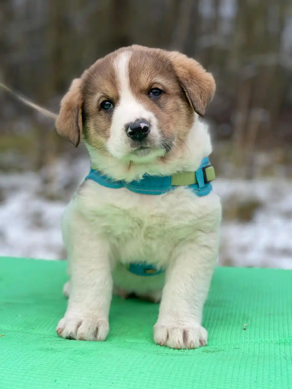 В добрые руки