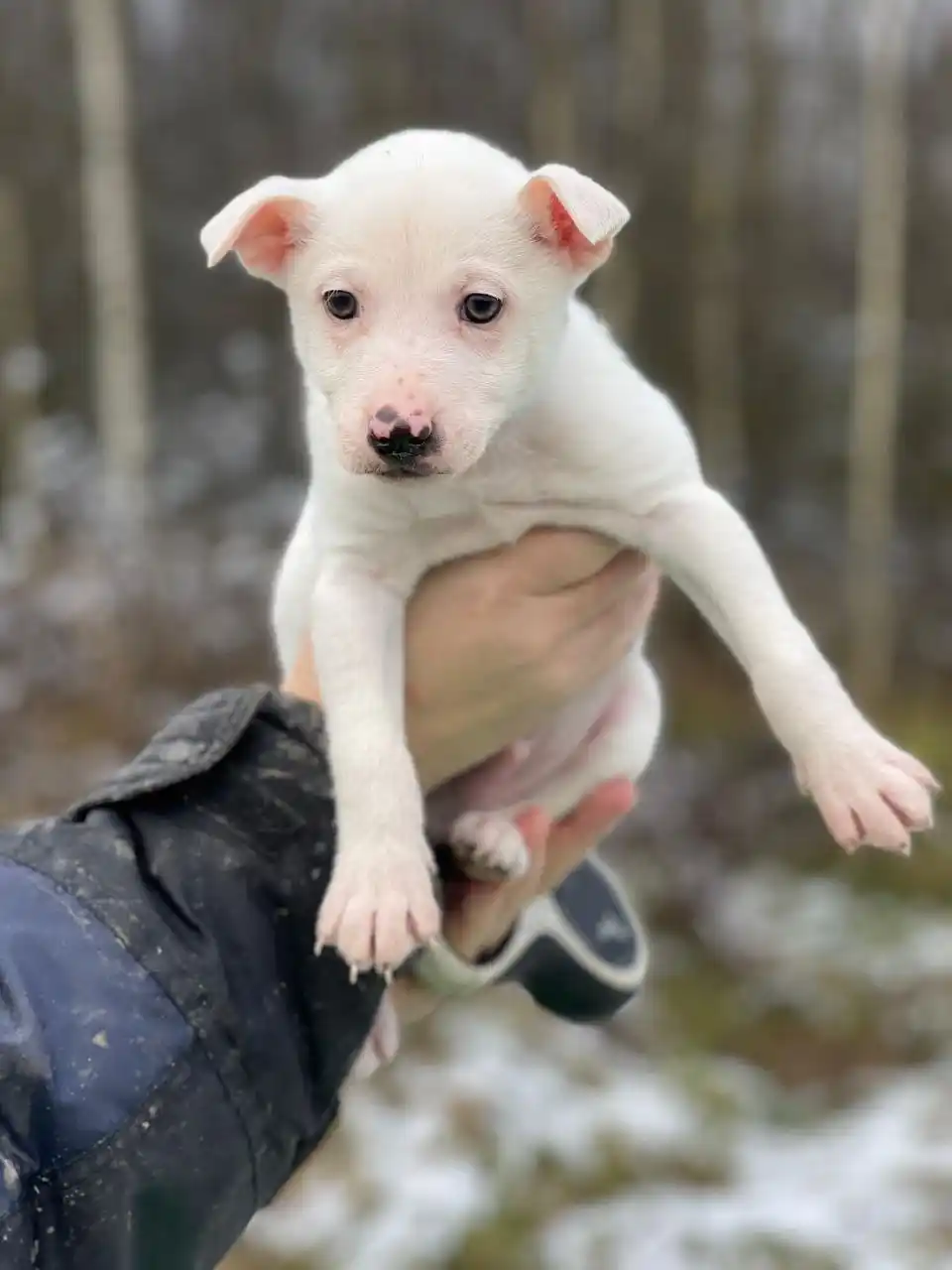 В добрые руки