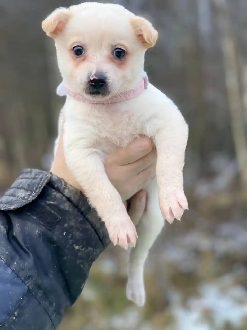 В добрые руки