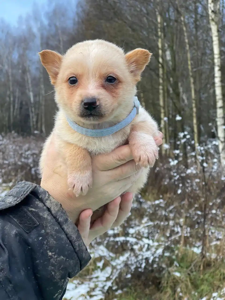 В добрые руки