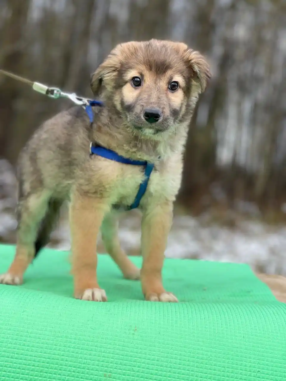 В добрые руки