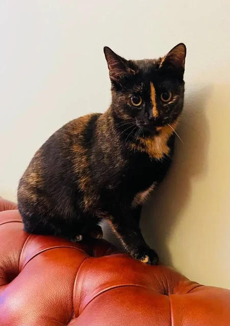 Кошечка Искра ищет дом - частное объявление в Бутово