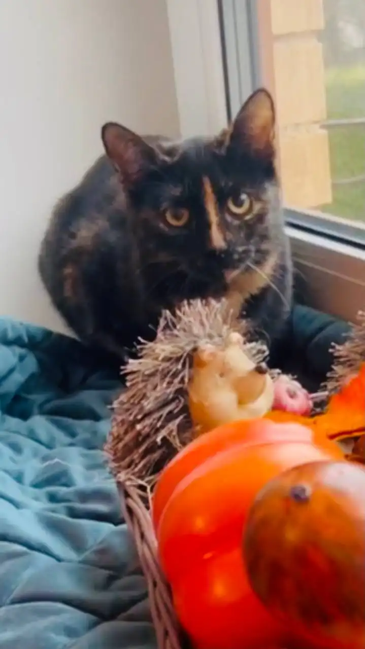 Кошечка Искра ищет дом