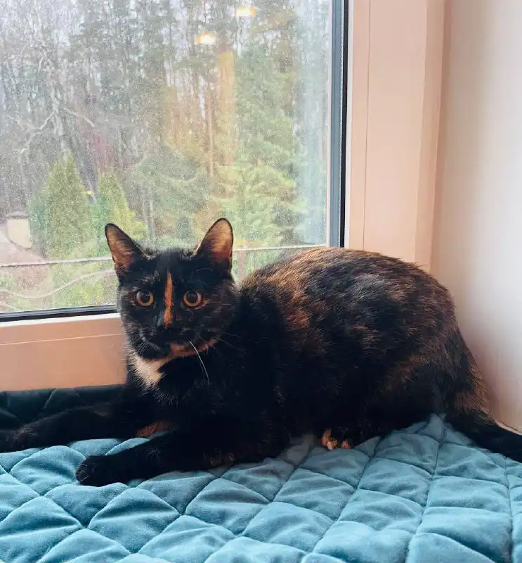 Кошечка Искра ищет дом