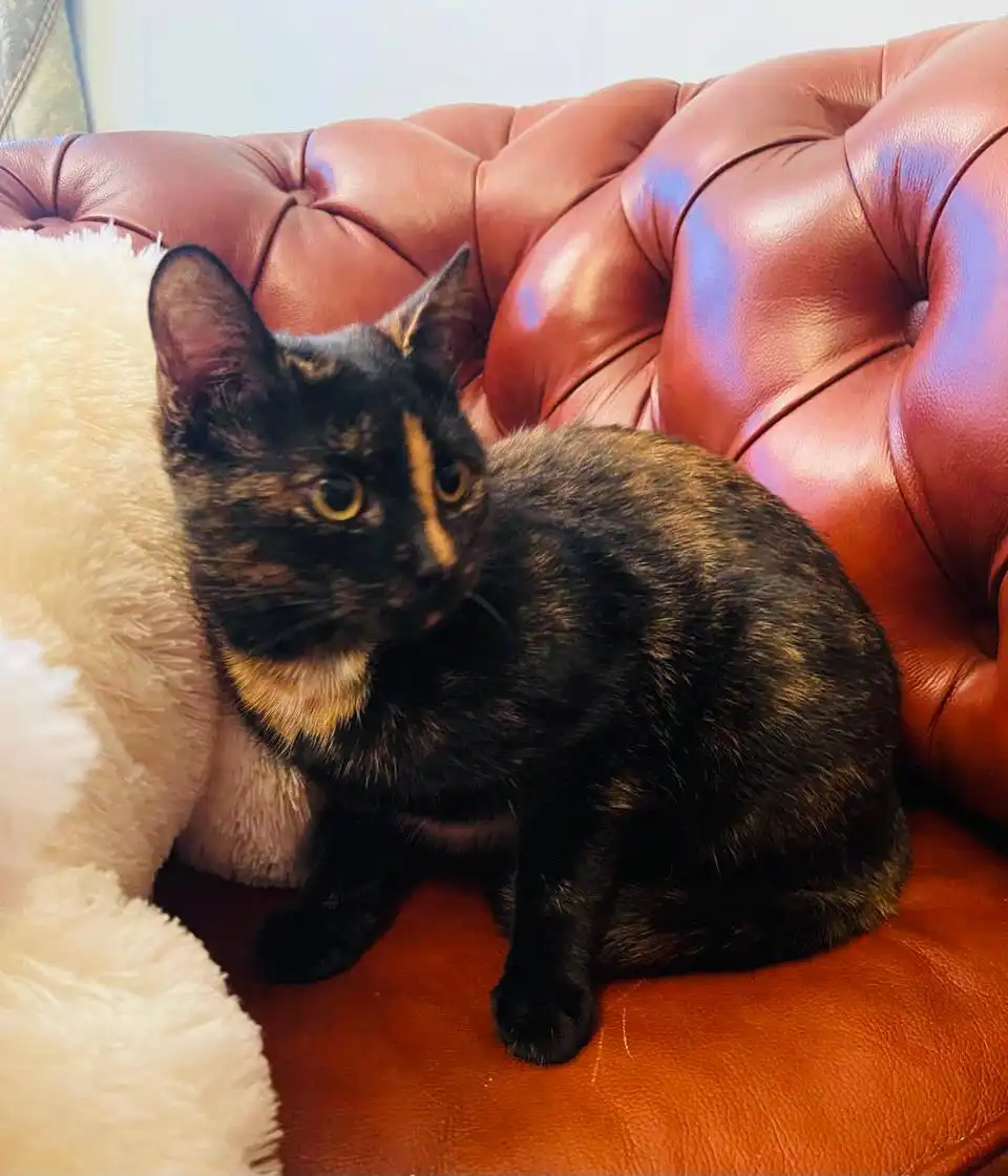 Кошечка Искра ищет дом