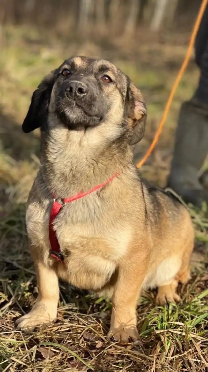 Коротколапики В добрые руки