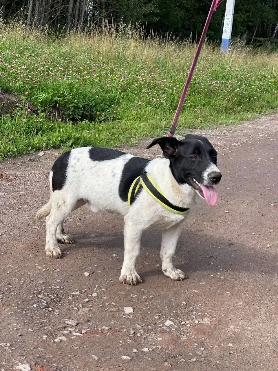 Коротколапики В добрые руки