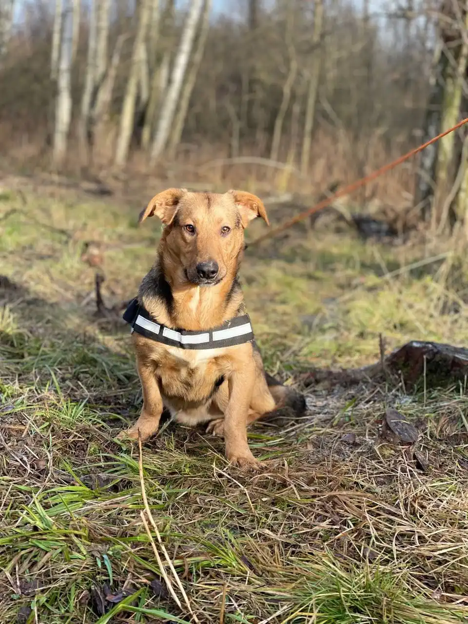 Коротколапики В добрые руки