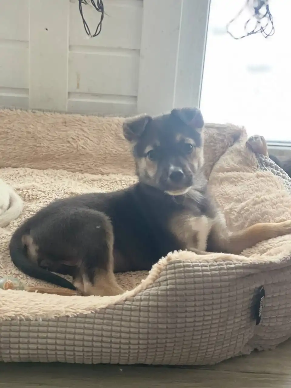 В добрые руки