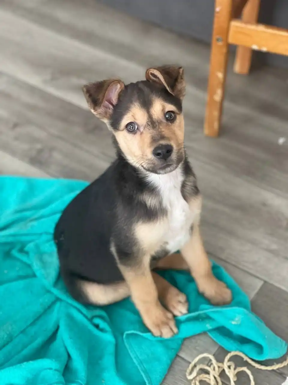 В добрые руки