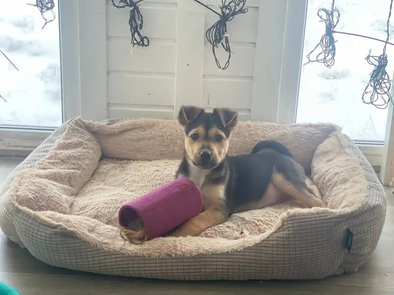 В добрые руки