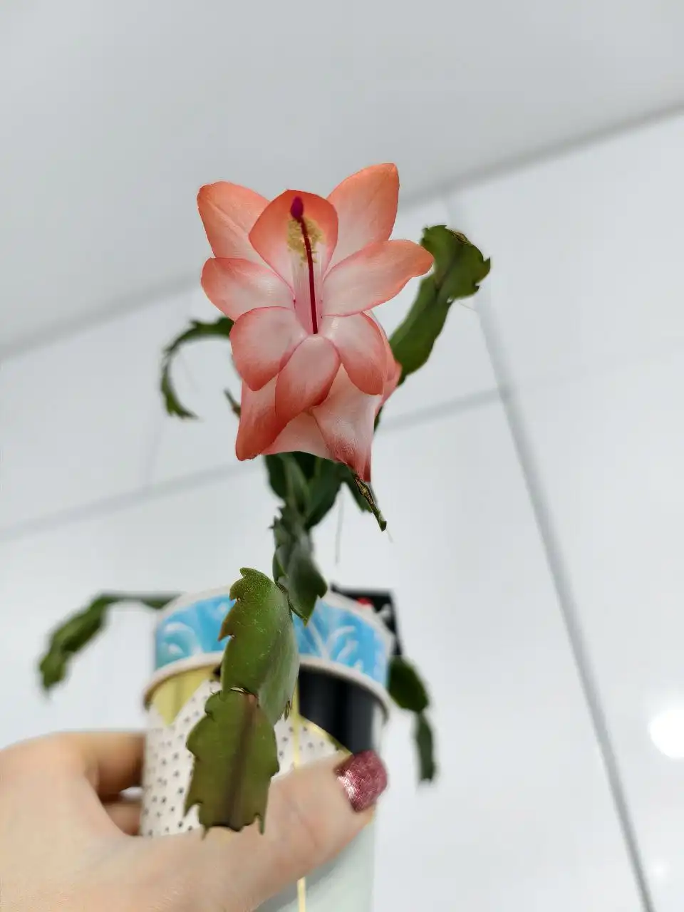 Продажа комнатных растений: декабристы, эписции, фиалки, хатиоры, альсобии