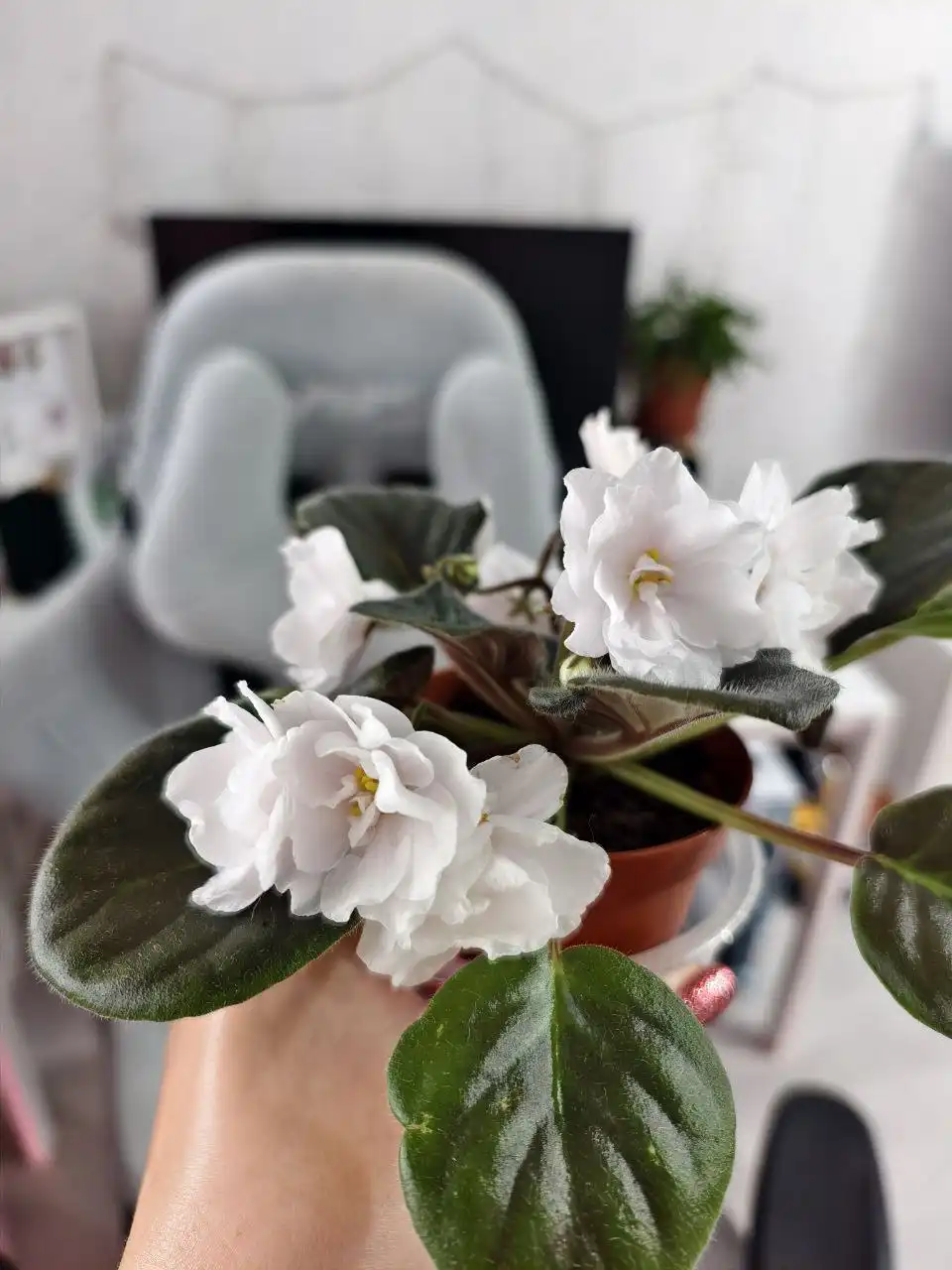 Продажа комнатных растений: декабристы, эписции, фиалки, хатиоры, альсобии