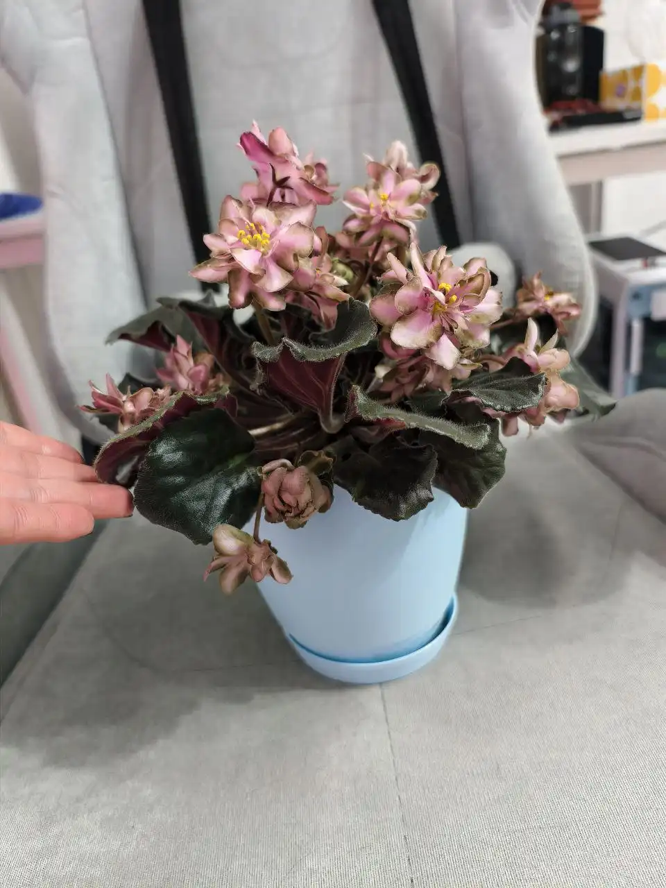 Продажа комнатных растений: декабристы, эписции, фиалки, хатиоры, альсобии