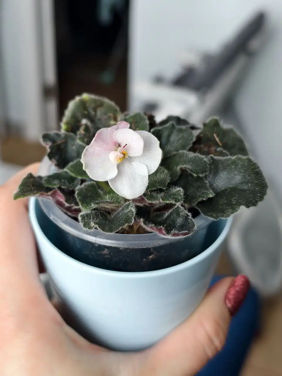 Продажа комнатных растений: декабристы, эписции, фиалки, хатиоры, альсобии