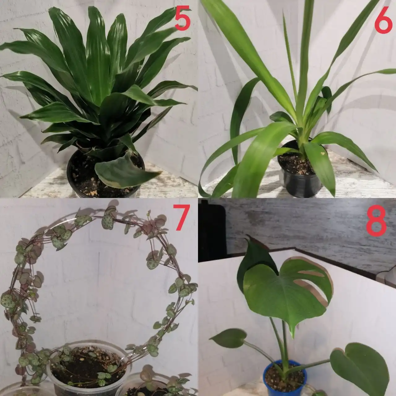 Продажа комнатных растений