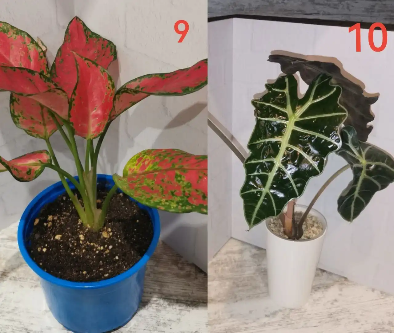 Продажа комнатных растений