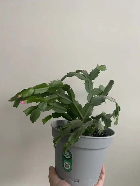 Декабрист с бутонами готовый к цветению - Хобби и отдых в Неизвестно