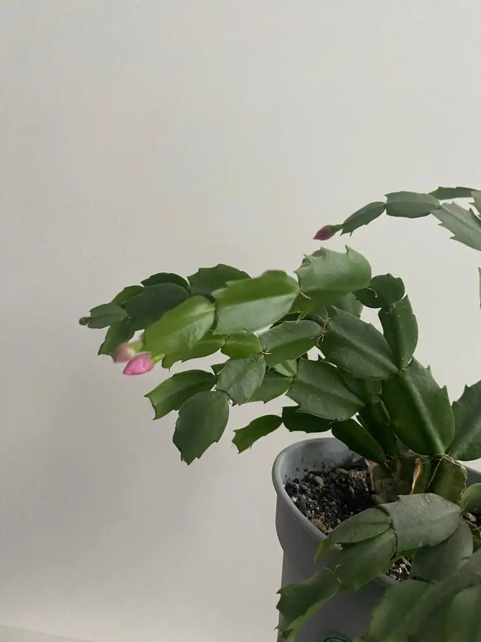 Декабрист с бутонами готовый к цветению - Комнатные растения (Хобби и отдых) в Неизвестно