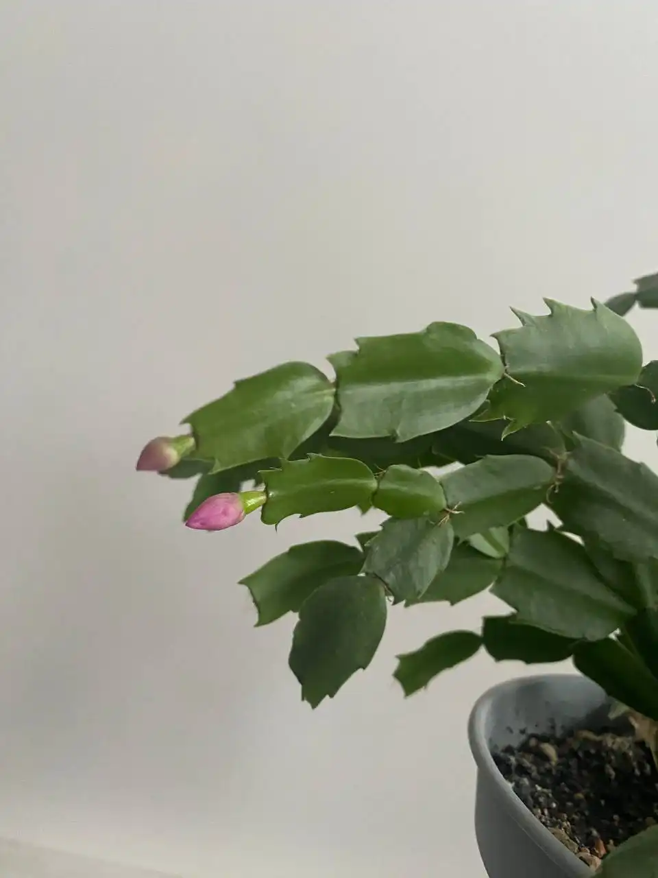 Декабрист с бутонами готовый к цветению - Комнатные растения (Хобби и отдых) в Неизвестно