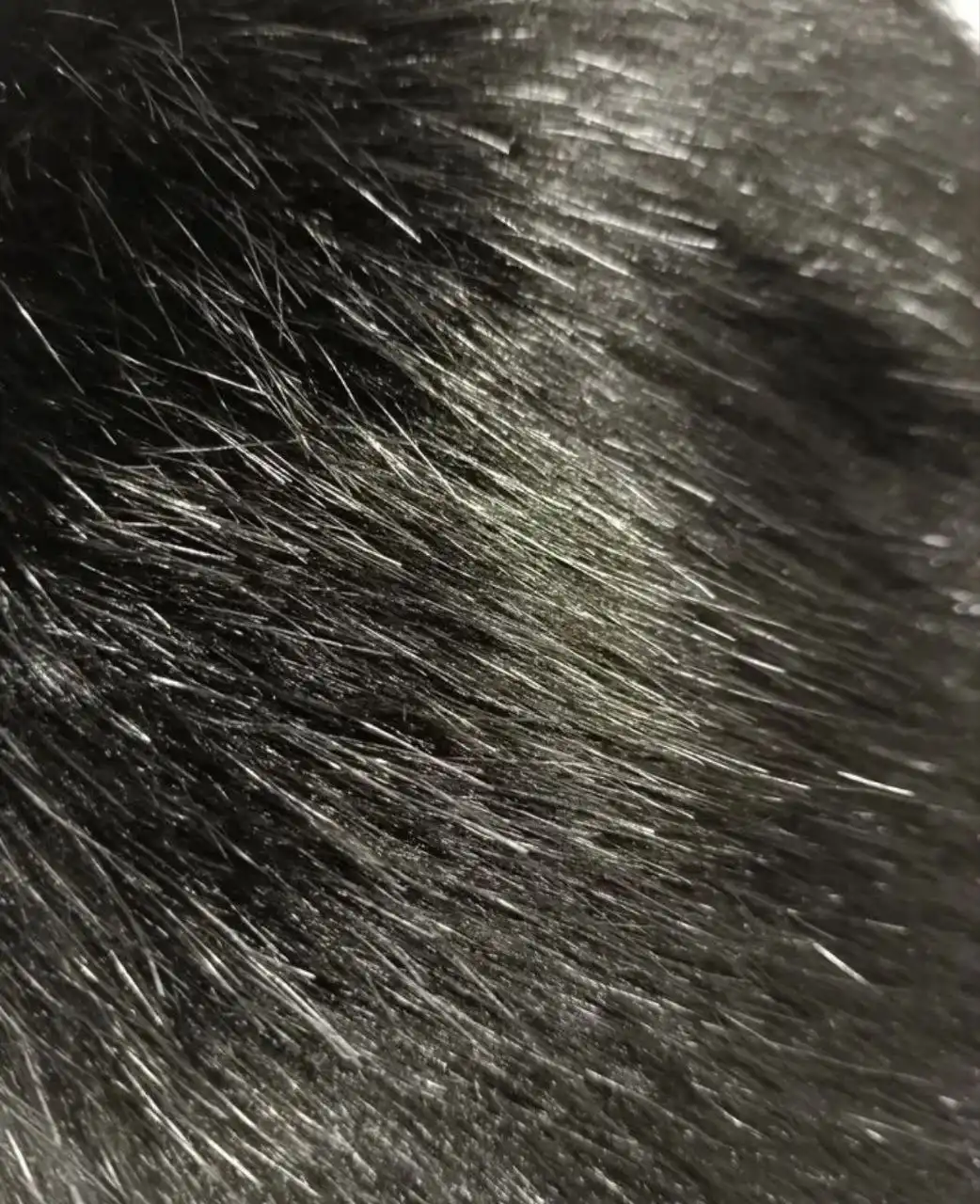 Шарф меховой новый черный - Аксессуары (Одежда) в Москва