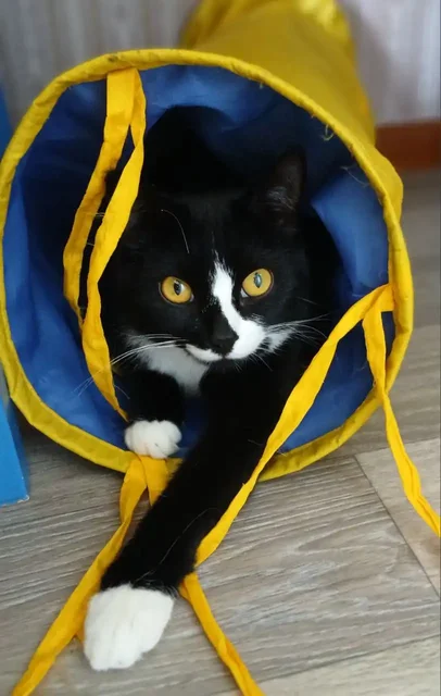 Пристройство двух домашних котиков брата и сестры - Животные в Щербинка