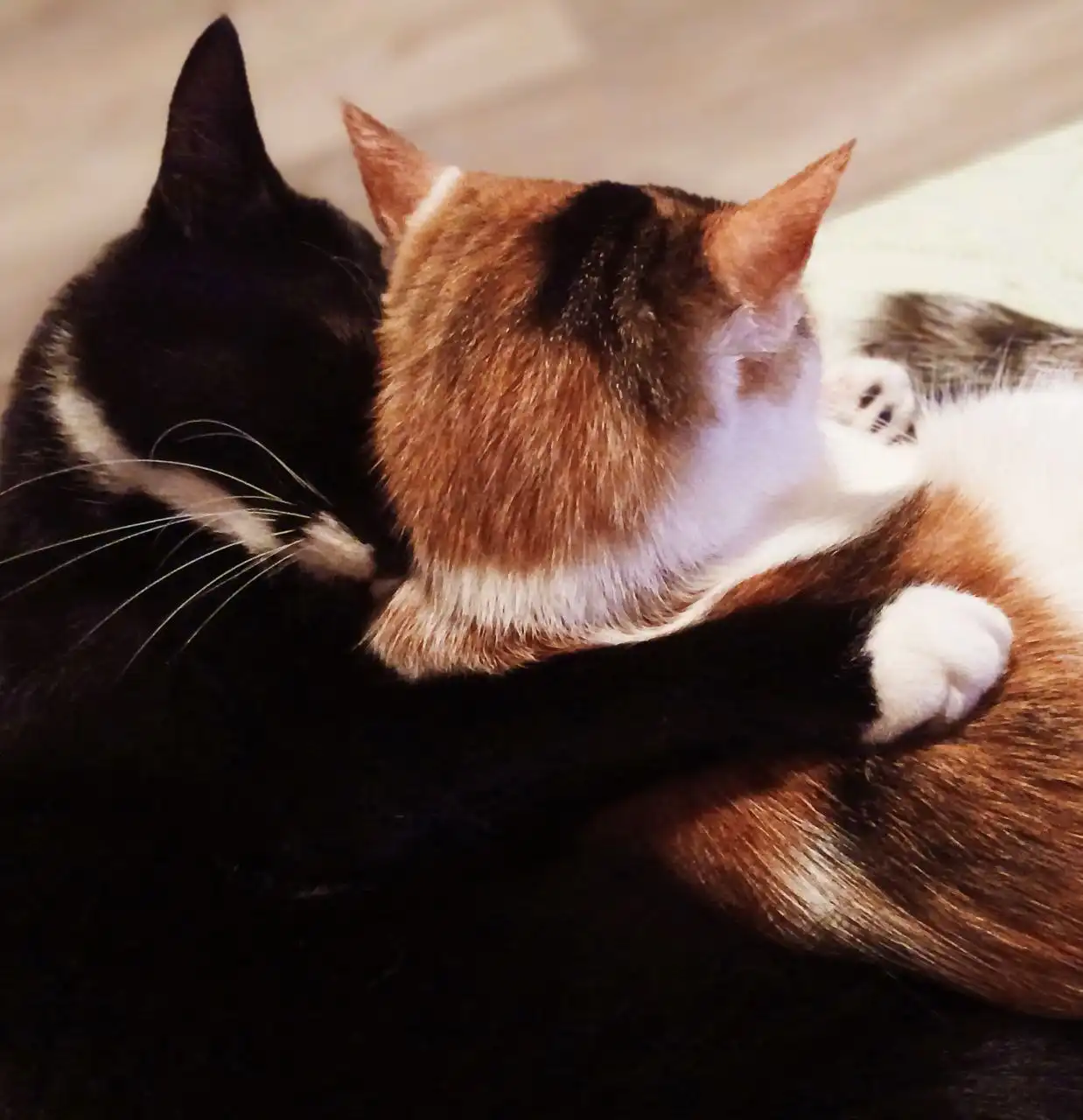 Пристройство двух домашних котиков брата и сестры - Кошки (Животные) в Щербинка